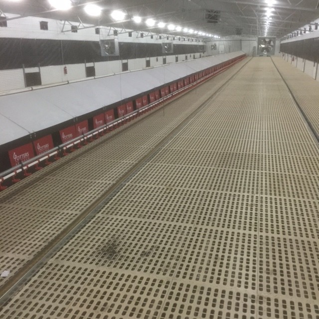 Potters Poultry AVINEST System at Olson's Eggs