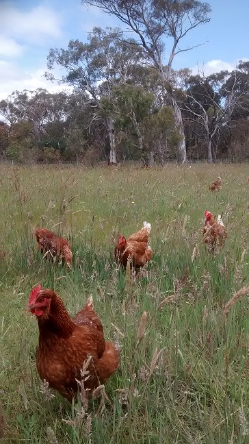 Chickens being chickens, foraging in the grass