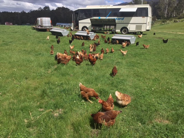 Chicken caravans and a disused bus are used for perching and laying.
