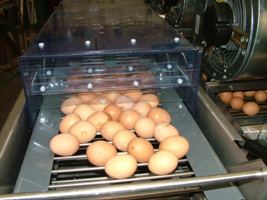 MST Sideliner 4 Egg Washer