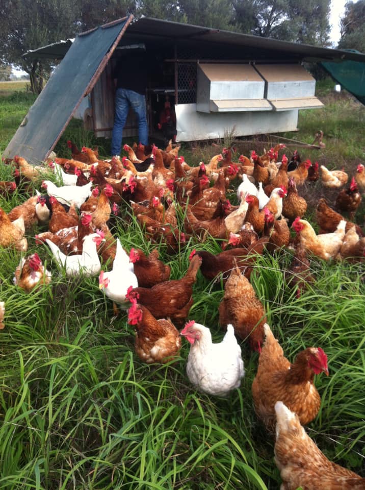 Hens at Milawa Free Range Poultry
