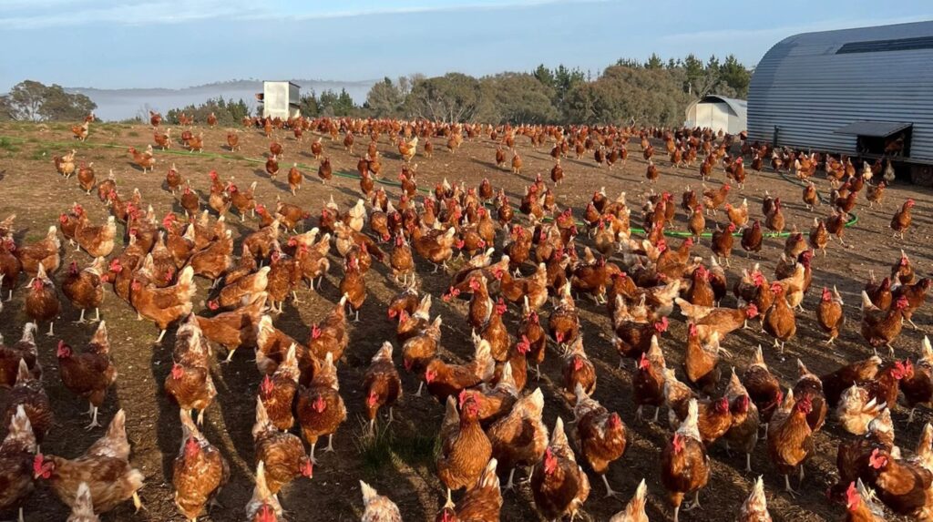 Mulligans Flat Farm in Sutton, NSW