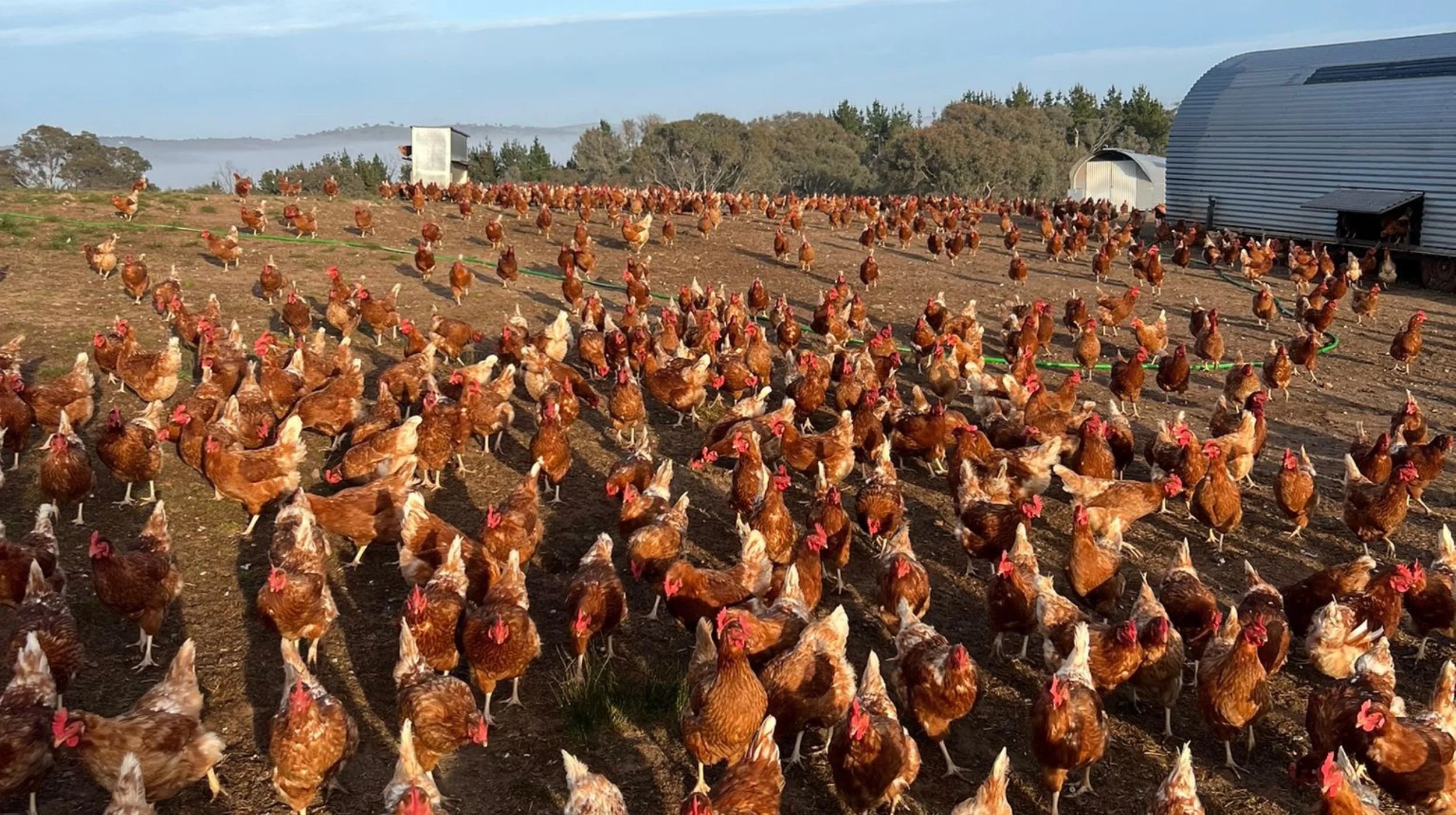 Mulligans Flat Farm in Sutton, NSW